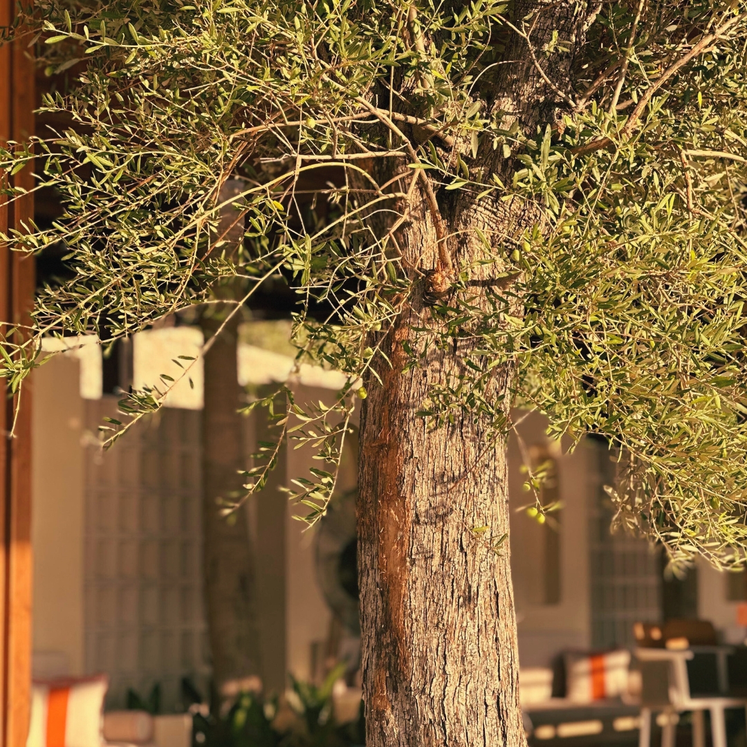 Giamare Beach Club Gallery Photo